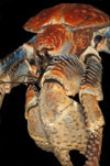 49 Christmas Island: Robber Crab Close-up - Birgus latro (photo by B.Cain)