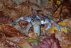 52 Christmas Island: Robber Crab on leaves - coconut crab (photo by B.Cain)