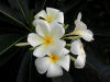 Christmas Island: white flowers - Plumeria or Frangipani (photo by Bill Cain)