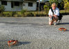 61 Christmas Island: tourist and Red Crabs crossing the road (photo by B.Cain)