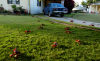 62 Christmas Island: Red Crabs crossing a lawn (photo by B.Cain)