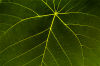 Christmas Island: fern leaf close-up with yellow veins (photo by Bill Cain)