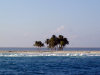 Clipperton / ile de la Passion / ilha da Paixo - coconut trees by the lagoon - atoll - domaine public maritime - photo by S.Rankin, NOAA (in P.D.)