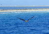 Clipperton / ile de la Passion / ilha da Paixo - Boobie in flight - fauna - wildlife - atoll - domaine public maritime - photo by S.Rankin, NOAA (in P.D.)