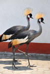 Goma, Nord-Kivu, Democratic Republic of the Congo: pair of Grey Crowned Cranes - Balearica regulorum gibbericeps - photo by M.Torres