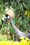Goma, Nord-Kivu, Democratic Republic of the Congo: Grey Crowned Crane in the vegetation - Balearica regulorum gibbericeps - photo by M.Torres