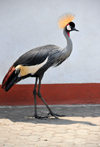 Goma, Nord-Kivu, Democratic Republic of the Congo: Grey Crowned Crane - this bird is often used in Central Africa as a peacock would be in Europe - Balearica regulorum gibbericeps - photo by M.Torres
