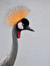 Goma, Nord-Kivu, Democratic Republic of the Congo: head close up of a Grey Crowned Crane - crown of stiff golden feathers and red gular sac - Balearica regulorum gibbericeps - photo by M.Torres