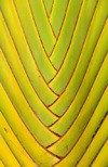 Brazzaville, Congo: detail of a travellers' palm - Ravenala madagascariensis - central part of the 'fan' - photo by M.Torres