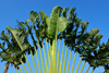 Brazzaville, Congo: detail of a travellers' palm - Ravenala madagascariensis - fan of leaves against the sky - photo by M.Torres