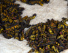 Brazzaville, Congo: caterpillars for sale - these black and yellow insect larvae are appreciated as snacks - market stall on Rue de Maya-Maya - photo by M.Torres
