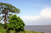 Brazzaville, Congo: banks of the Congo river, with a Baobab tree on the Brazzaville side and the Kinshasa skyline seen in the distance - view from Brazzaville's corniche - photo by M.Torres
