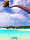 Cook Islands - Aitutaki atoll / Araura / Ararau / Utataki: palm tree bends over the water - photo by B.Goode