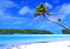 Cook Islands - Aitutaki: sandbar in lagoon - coconut tree -  classic picture postcard for a tropical island - photo by B.Goode
