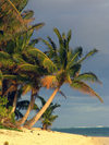 Cook Islands - Rarotonga island: palm tree on Titikaveka beach - photo by B.Goode