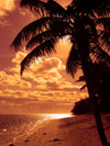 Cook Islands - Rarotonga island: Beautiful Pink Sunset - beach and palm silhouette - photo by B.Goode