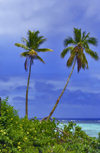 Cook Islands - Aitutaki: palmtrees - photo by B.Goode