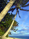 Cook Islands - Aitutaki: coconut trees over the beach - photo by B.Goode