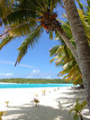 Cook Islands - Aitutaki island: palm tree and beach on One Foot Island / Tapuaetai - palm-fringed beach - photo by B.Goode