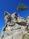 Corsica / Corse - Aiguilles de Bavella (Corse-du-Sud): rock formations - lone tree (photo by J.Kaman)