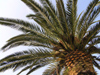 Corsica - Saint-Florent: palmtree (photo by J.Kaman)