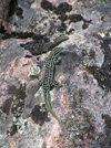 Corsica - Gorges de Spelunca: lizard (photo by J.Kaman)