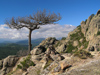 Corsica -  Bavella (Corse du Sud): dead tree (photo by J.Kaman)