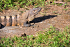Carara National Park, Puntarenas province, Costa Rica: iguana basking in the sun - reptlile - photo by M.Torres