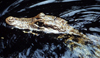 Costa Rica: caiman swimming - Caiman crocodilus - photo by W.Schipper