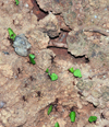 Carara National Park, Puntarenas province, Costa Rica: busy leafcutter ants - insects - photo by M.Torres