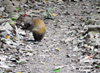 Carara National Park, Puntarenas province, Costa Rica: Central American Agouti looking for seeds - Dasyprocta punctata - mammal - fauna - photo by M.Torres