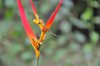 Carara National Park, Puntarenas province, Costa Rica: wild Heliconia flower - photo by M.Torres