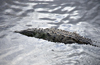 Ro Grande de Trcoles, Puntarenas province, Costa Rica: crocodile entering the water - Crocodylus acutus - photo by M.Torres