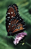 Costa Rica: Monarch butterfly - Danaus plexippus - insect - photo by W.Schipper