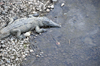 Ro Grande de Trcoles, Puntarenas province, Costa Rica: crocodile on the river bank - Crocodylus acutus - photo by M.Torres