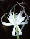 Costa Rica: white Tiger lily - flower - photo by W.Schipper