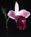 Costa Rica - flower - orchid - photo by W.Schipper