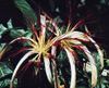 Costa Rica - giant flowers - photo by W.Schipper