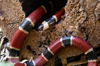 Costa Rica, Monteverde: coral snake - elapid snakes - reptile - photo by B.Cain