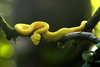 Costa Rica, Tortuguero National park, Limn province: Eyelash Viper in wild - Bothriechis schleglii - venomous reptile - photo by B.Cain
