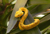 Costa Rica, Monteverde, Puntarenas : Eyelash viper - photo by B.Cain