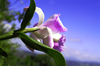 Costa Rica: Hillside flower - photo by B.Cain