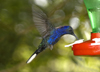 Costa Rica: hummingbird inflight at feeder - colibri - photo by B.Cain