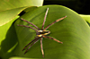 Costa Rica, Tortuguero National park: large wolf spider on a leaf - photo by B.Cain