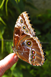 Costa Rica: Morpho Butterfly on finger - photo by B.Cain