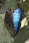 Costa Rica: blue Morpho Butterfly - photo by B.Cain