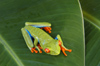 Costa Rica, Tortuguero National park, Limn Province: orange-toed tree frog - arboreal hylid - photo by B.Cain