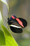 Costa Rica: Heliconius erato petiverana - red and black butterfly - insect - photo by B.Cain