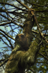 Costa Rica - Three Toed Sloth climbing tree - Bradypodida - brown-throated Sloth, Bradypus variegatus - photo by B.Cain