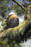 Costa Rica - Three toed sloth close-up - brown-throated Sloth, Bradypus variegatus - wildlife - photo by B.Cain